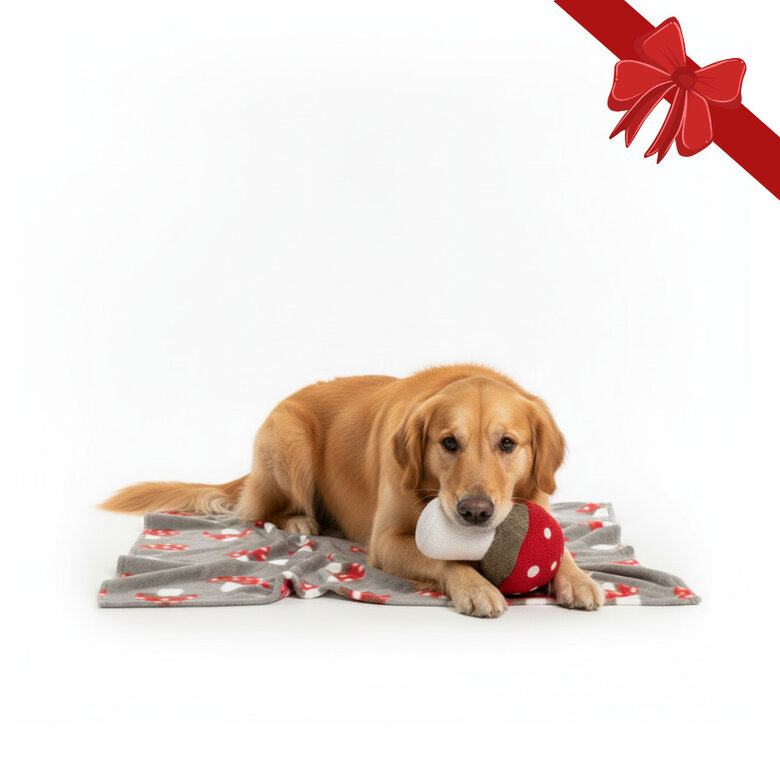 Wonder Christmas Pack Regalo Peluche y Manta Navideña para perros,  Imagen numero 1 Wonder Christmas Pack Regalo Peluche y Manta Navideña para perros, , large Imagen numero 1