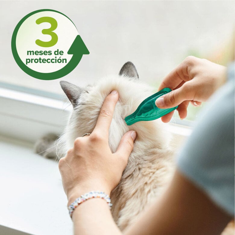 Beaphar Pipetas repelentes para gatos,  Imagen numero 4 Beaphar Pipetas repelentes para gatos, , large Imagen numero 4