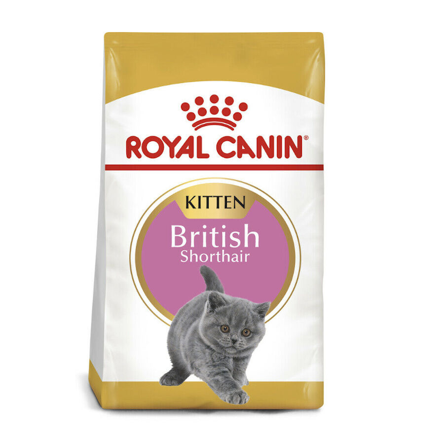 Royal Canin British Shorthair Kitten pienso para gatos