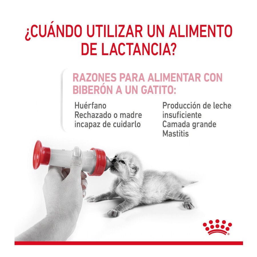 300 g Royal Canin Leche para gatitos primer a&ntilde;o, , large Imagen numero 4