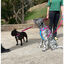 Freedog Cool Pro Tech Correa Refrescante Fucsia para perros, , large indicador imagen numero 5
