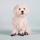Karlie Calcetines Negro y Gris para perros, , large image number null