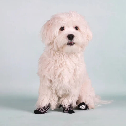 Calcetines Para Perritos 🐶