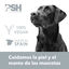 PSH Pure Amber Perfume para perros y gatos, , large indicador imagen numero 6