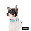 Gotoo Set Correa y Collar estampado con estrellas verde para perros, , large indicador imagen numero 8