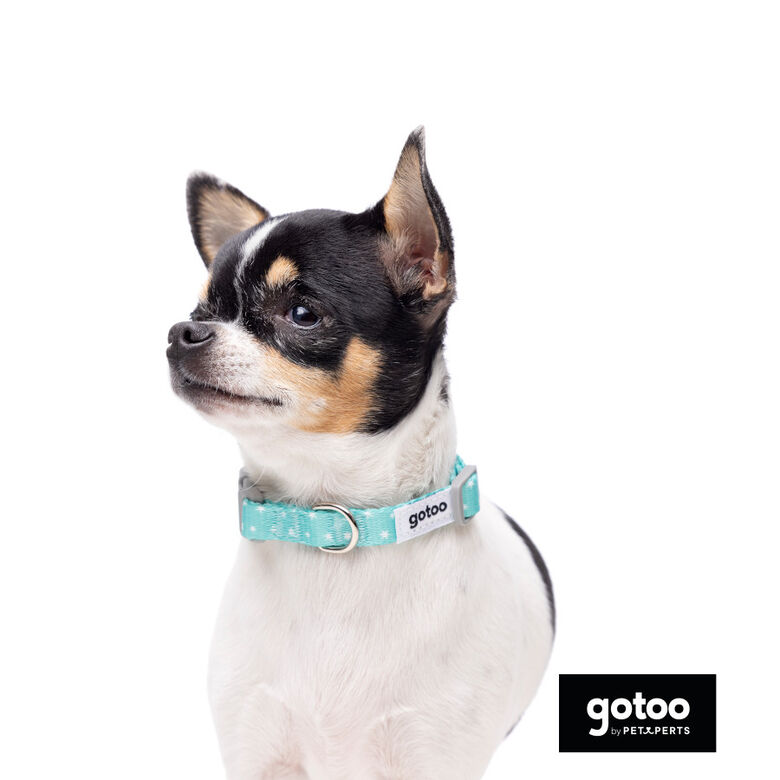 Gotoo Set Correa y Collar estampado con estrellas verde para perros thumbnail