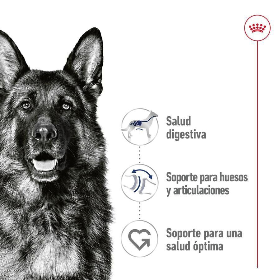 Royal Canin Maxi Adult Carne sobre en salsa para perros thumbnail