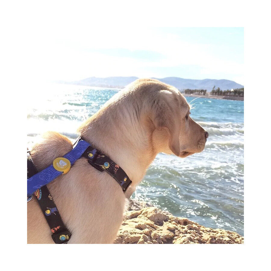 Dukier Space Arn&eacute;s Cl&aacute;sico Estampado Espacial para perros, , large Imagen numero 3