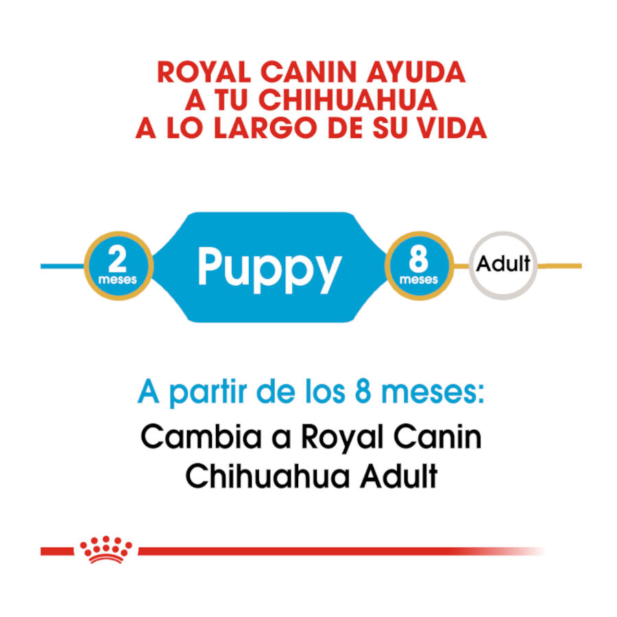 500 g Royal Canin Puppy Chihuahua pienso para cachorros, , large Imagen numero 7