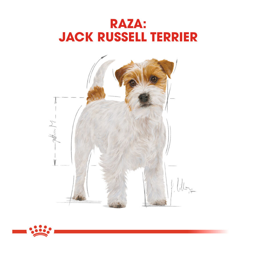 Royal Canin Adult Jack Russell Terrier pienso para perros thumbnail