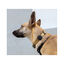 Zee Dog Gotham Funda para Air Tag para perros, , large indicador imagen numero 2