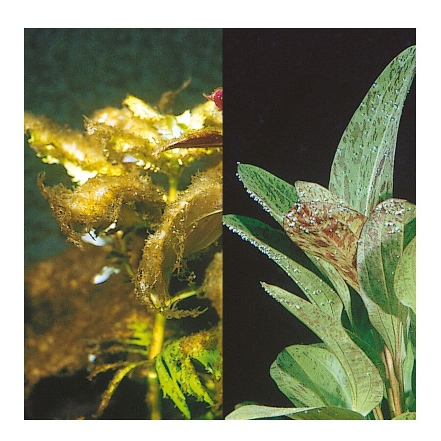 JBL Algol Eliminador de algas para acuarios thumbnail