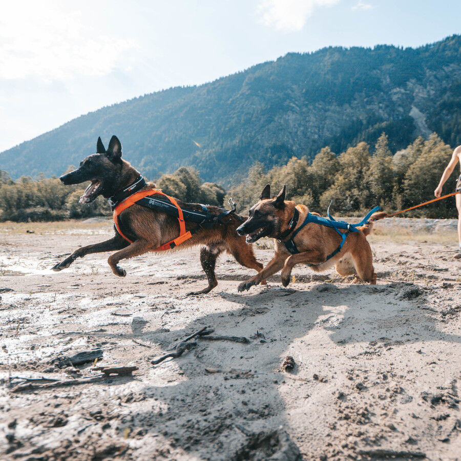 Non-stop dogwear Freemotion Arnés Negro y Naranja para perros thumbnail