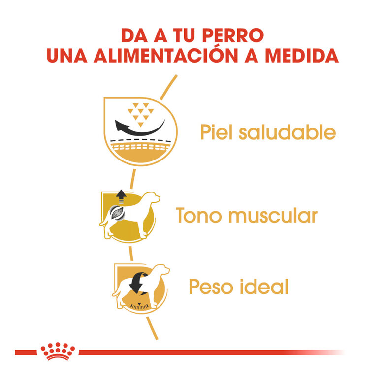 3 kg Royal Canin Adult Pug pienso para perros,  Imagen numero 6 3 kg Royal Canin Adult Pug pienso para perros, , large Imagen numero 6