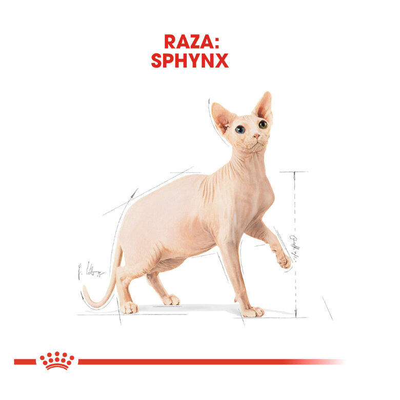 Royal Canin Adult Sphynx pienso para gatos, , large image number null
