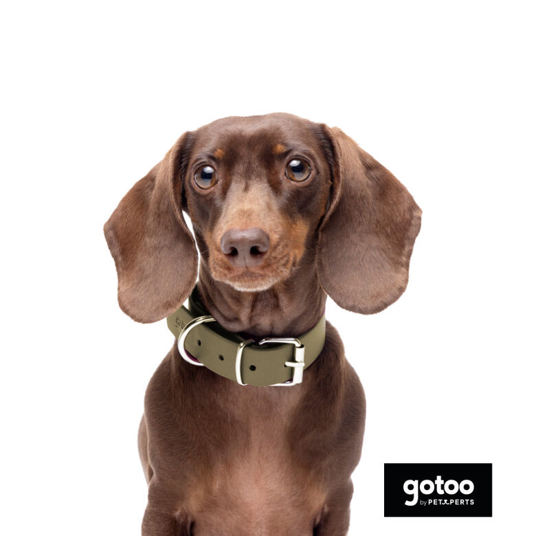 Gotoo Collar Biothane verde oliva para perros thumbnail