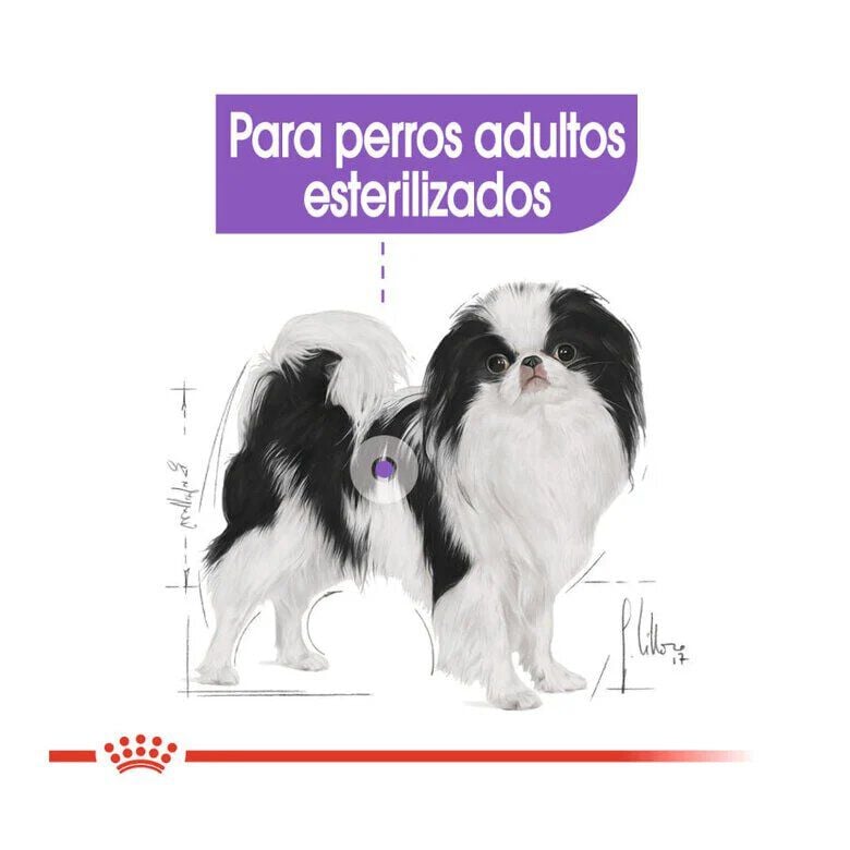 1.5 kg Royal Canin X-Small Sterilised pienso para perros, , large Imagen numero 5