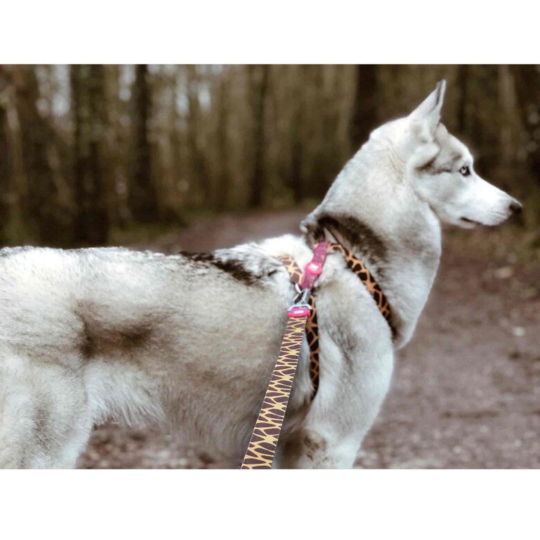 Dukier Savana Arnés Clásico Estampado Jirafas para perros,  Imagen numero 3 Dukier Savana Arnés Clásico Estampado Jirafas para perros, , large Imagen numero 3