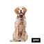 Correa estampada hojas para perros, , large indicador imagen numero 5