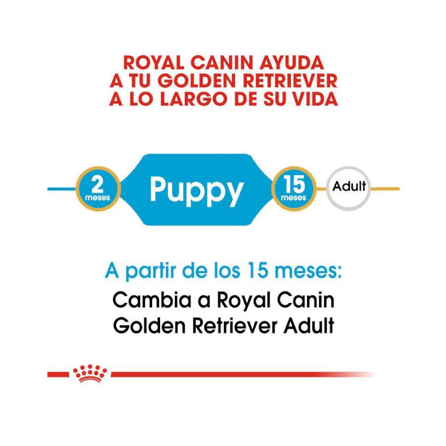 Royal Canin Puppy Golden Retriever pienso para perros thumbnail