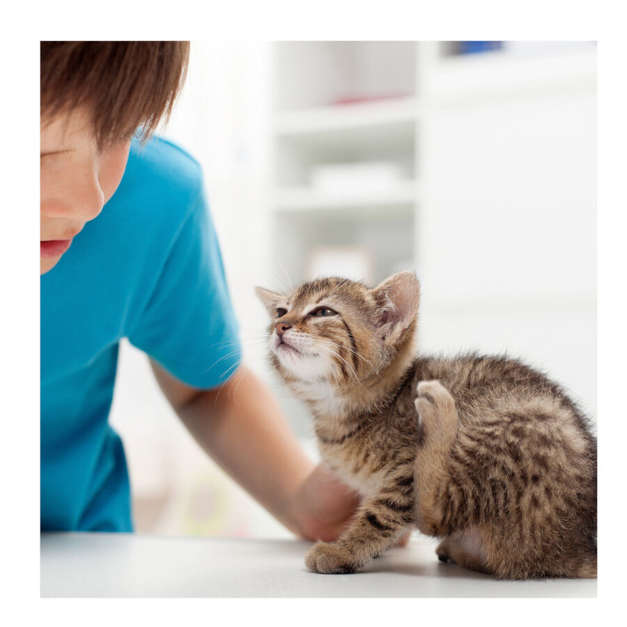 Beaphar Fiprotec Spray Antiparasitario para perros y gatos thumbnail