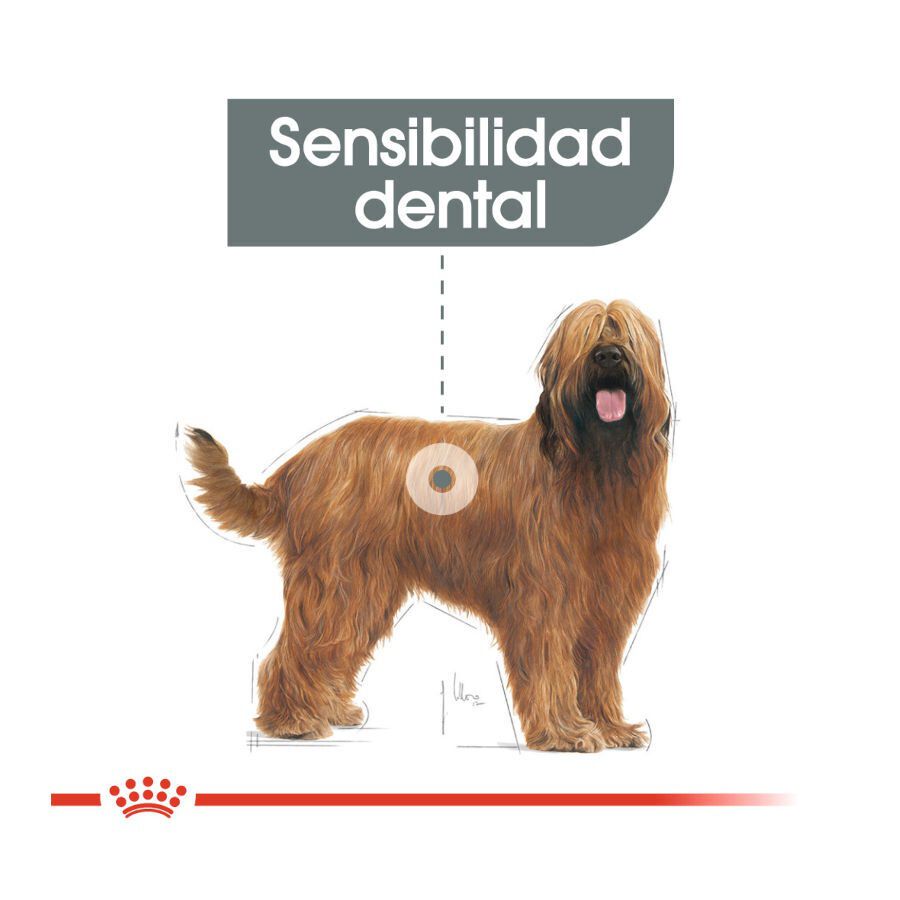 9 kg Royal Canin Dental Care Maxi pienso para perros, , large Imagen numero 4