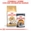 Royal Canin Adult Ragdoll pienso para gatos, , large indicador imagen numero 6