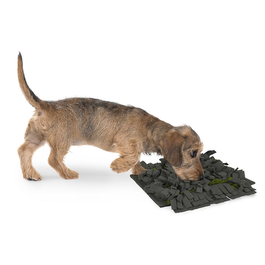 Juguetes interactivos para perros Kiwoko