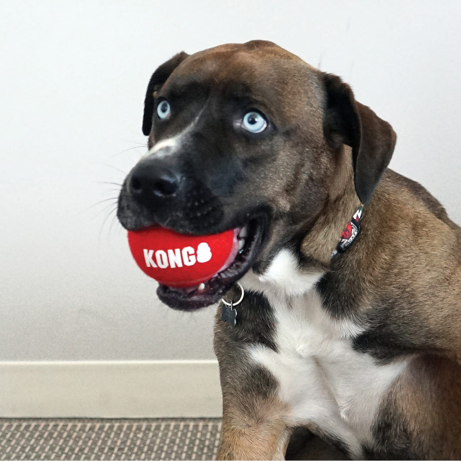 Kong Signature Sport 3-PK Pelotas de tenis para perros, , large Imagen numero 4