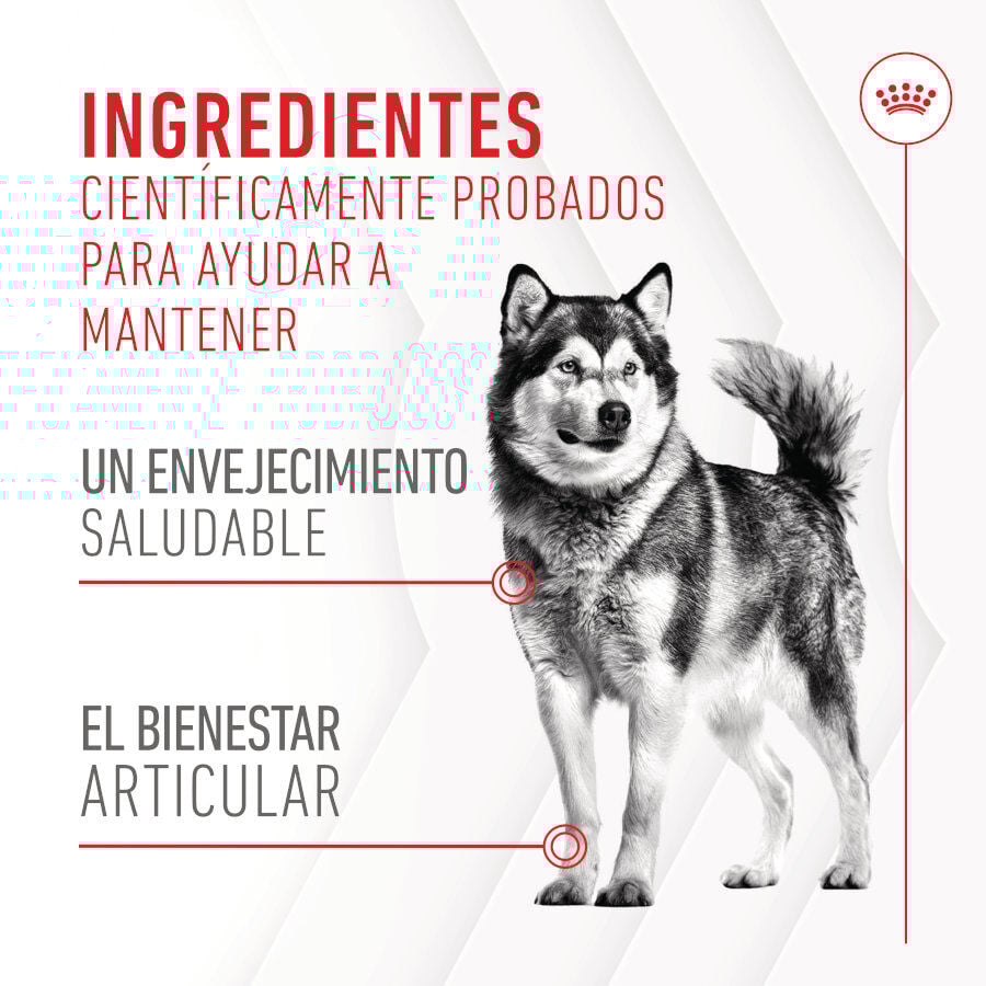 Royal Canin Joint &amp; Ageing Chews Suplemento Nutricional para perros con sensibilidad articular thumbnail