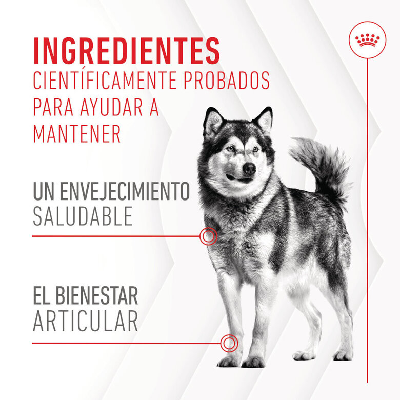240 g Royal Canin Joint & Ageing Chews Suplemento Nutricional para perros con sensibilidad articular,  Imagen numero 8 240 g Royal Canin Joint & Ageing Chews Suplemento Nutricional para perros con sensibilidad articular, , large Imagen numero 8