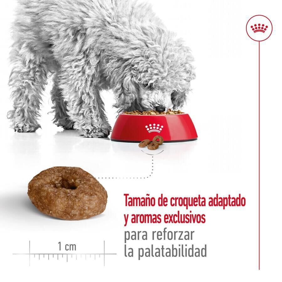 Royal Canin Mini Ageing +12 pienso para perros thumbnail