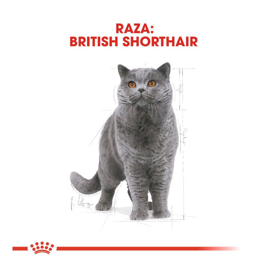 Royal Canin Adult British Shorthair pienso para gatos thumbnail