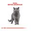 10 kg Royal Canin Adult British Shorthair pienso para gatos, , large indicador imagen numero 3