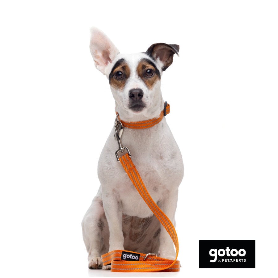 Gotoo Correa de nylon reflectante naranja para perros, , large Imagen numero 3