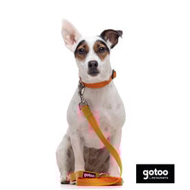 Gotoo Correa de nylon reflectante naranja para perros