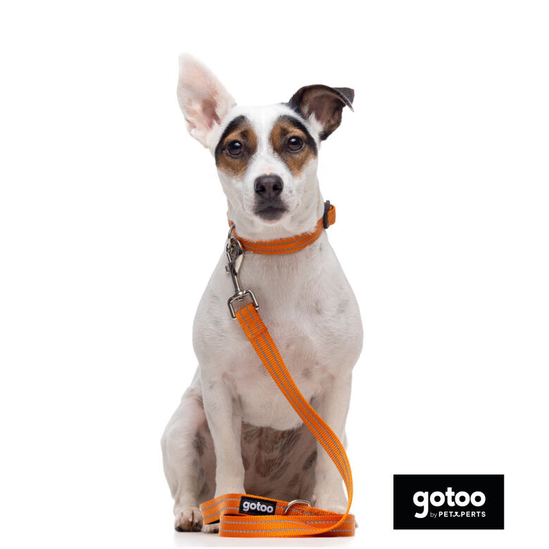 Gotoo Correa de nylon reflectante naranja para perros thumbnail