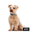 Gotoo collar de nylon reflectante azul para perros, , large indicador imagen numero 6
