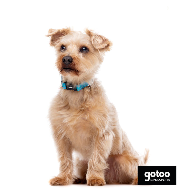 Gotoo collar de nylon reflectante azul para perros thumbnail