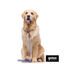 Gotoo Collar estampado rayas zig-zag para perros, , large indicador imagen numero 5