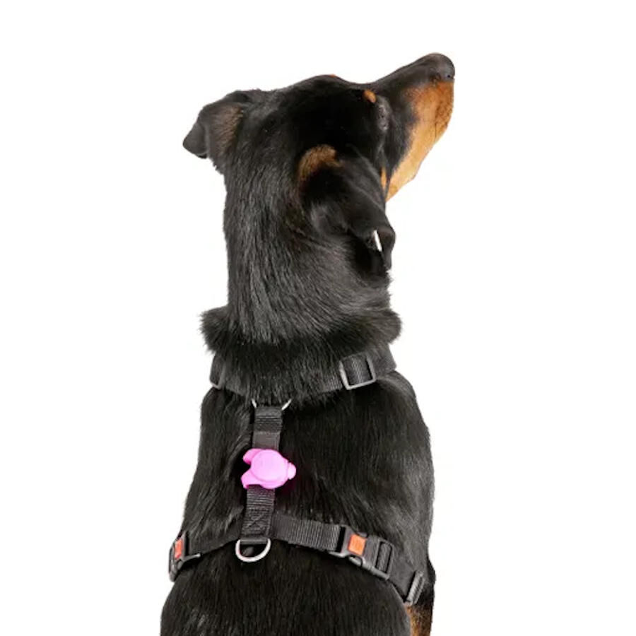 Flamingo Day&Night Luz de seguridad para perros, , large Imagen numero 3