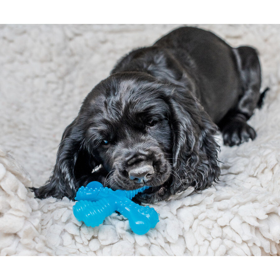 Nylabone Hueso X Mordedor Sabor a Carne para cachorros, , large Imagen numero 2