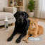 Nice Care Detergente Limpiador Higienizante Habitat para perros y gatos, , large indicador imagen numero 2