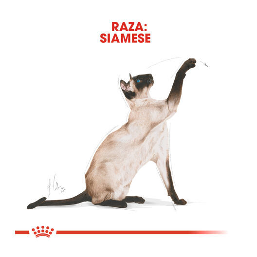 Royal Canin Adult Siamese pienso para gatos thumbnail