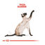 10 kg Royal Canin Adult Siamese pienso para gatos, , large indicador imagen numero 4