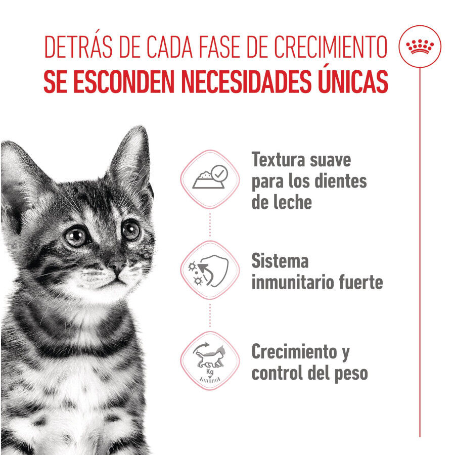 Royal Canin Kitten Sterilised gelatina para gatos thumbnail