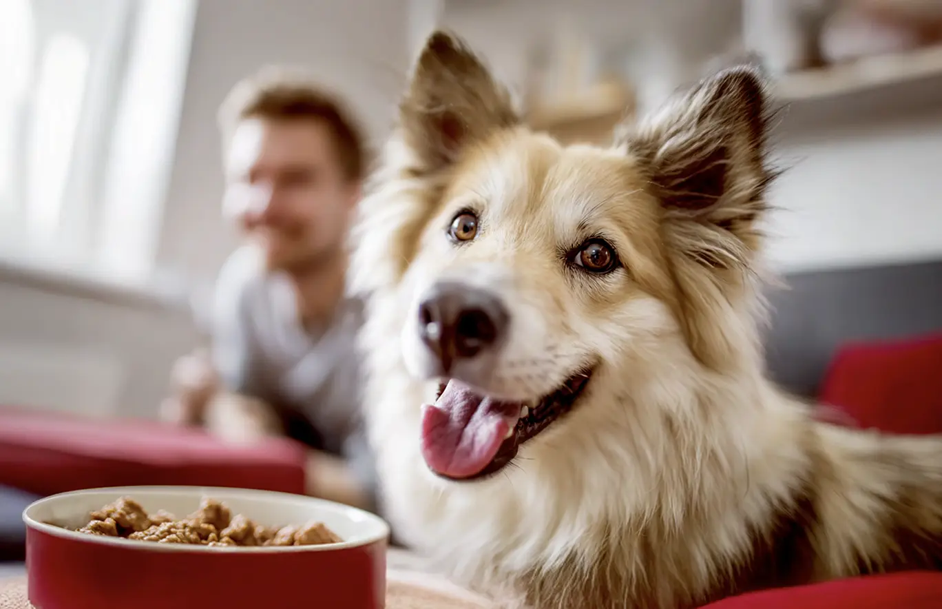 Alimento natural que cuida a tu mejor amigo