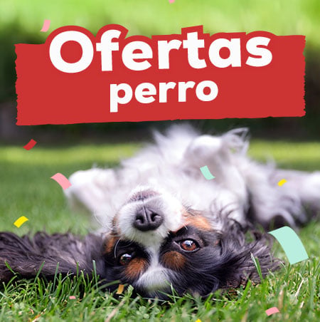 Ofertas en perro