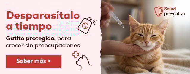 Blog Antiparasitarios gatito