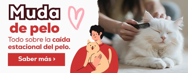 Todo sobre la caída estacional del pelo